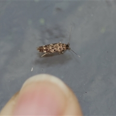 Gelechioidea (superfamily) at Moruya, NSW - suppressed