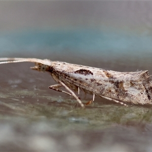 Leuroperna sera (A Plutellid moth) at Moruya, NSW - 13 May 2025 by LisaH