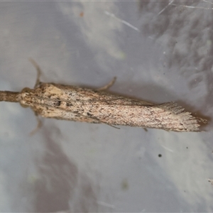 Faveria tritalis at Moruya, NSW - suppressed
