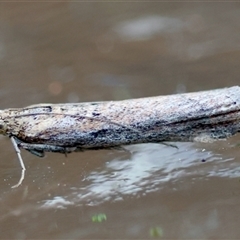 Faveria tritalis at Moruya, NSW - suppressed