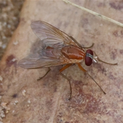Unverified True fly (Diptera) by LisaH