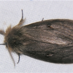 Leptocneria reducta (White Cedar Moth) at Barcaldine, QLD - 30 Oct 2009 by PJH123