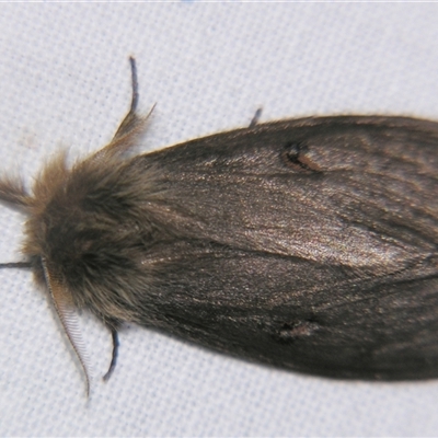 Leptocneria reducta (White Cedar Moth) at Barcaldine, QLD - 30 Oct 2009 by PJH123
