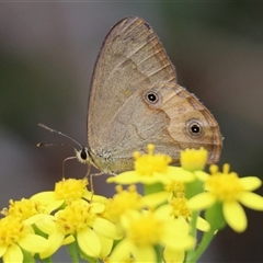 Hypocysta metirius at Guerilla Bay, NSW - 13 May 2025 by LisaH