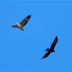 Haliaeetus leucogaster (White-bellied Sea-Eagle) at Moruya, NSW - 13 May 2025 by LisaH