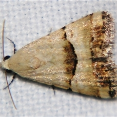 Pseudozarba orthopetes (Neat-lined Zarb) at Barcaldine, QLD - 30 Oct 2009 by PJH123