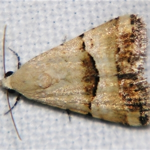 Pseudozarba orthopetes (Neat-lined Zarb) at Barcaldine, QLD - 30 Oct 2009 by PJH123