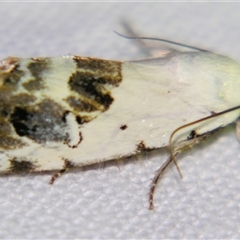 Armactica conchidia (Conchidia Moth) at Barcaldine, QLD - 30 Oct 2009 by PJH123