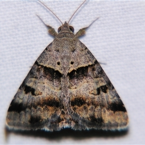 Mocis alterna at Barcaldine, QLD - 30 Oct 2009 by PJH123