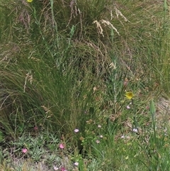 Tragopogon dubius (Goatsbeard) at Dry Plain, NSW - 6 Dec 2020 by AndyRoo