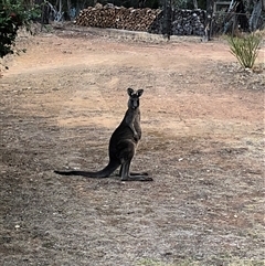 Macropus giganteus (Eastern Grey Kangaroo) at Crowther, NSW - 13 May 2025 by Frecko