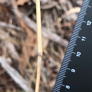 Rytidosperma pallidum at Crowther, NSW - Yesterday by Frecko