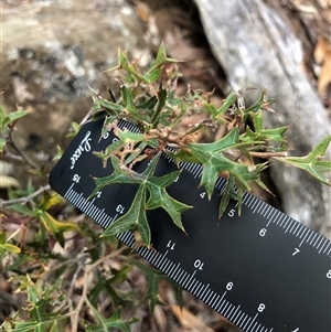 Grevillea ramosissima subsp. ramosissima (Fan Grevillea) at Crowther, NSW - Yesterday by Frecko
