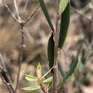 Unverified Other Shrub at Crowther, NSW - Yesterday by Frecko