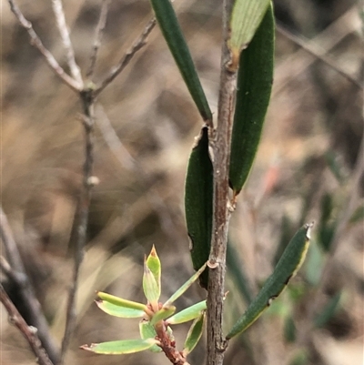 Unverified Other Shrub at Crowther, NSW - 13 May 2025 by Frecko