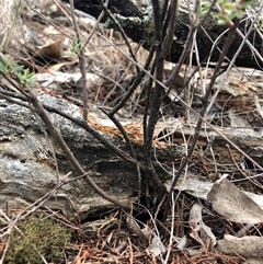 Monotoca scoparia at Crowther, NSW - 13 May 2025 04:38 PM