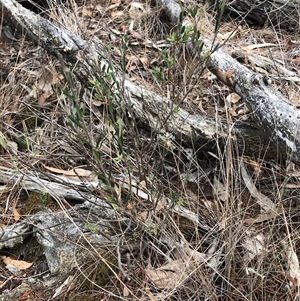 Monotoca scoparia at Crowther, NSW - 13 May 2025 04:38 PM