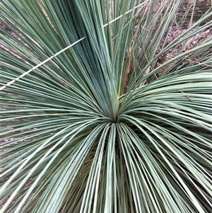 Xanthorrhoea glauca subsp. angustifolia (Grey Grass-tree) at Crowther, NSW - Yesterday by Frecko