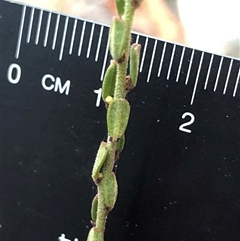 Phyllanthus occidentalis at Crowther, NSW - 13 May 2025 by Frecko