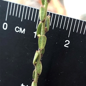 Phyllanthus occidentalis at Crowther, NSW - Yesterday by Frecko
