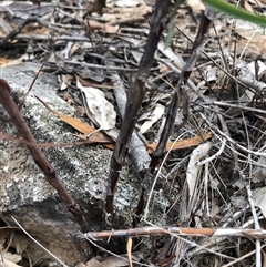 Stypandra glauca (Nodding Blue Lily) at Crowther, NSW - 13 May 2025 by Frecko