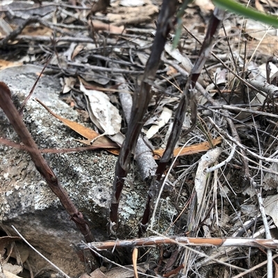 Stypandra glauca (Nodding Blue Lily) at Crowther, NSW - 13 May 2025 by Frecko