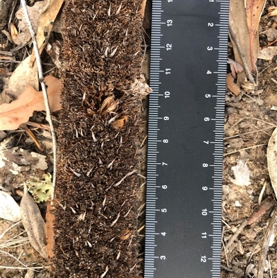 Xanthorrhoea glauca subsp. angustifolia (Grey Grass-tree) at Crowther, NSW - 13 May 2025 by Frecko