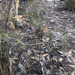 Grevillea ramosissima subsp. ramosissima (Fan Grevillea) at Crowther, NSW - Yesterday by Frecko