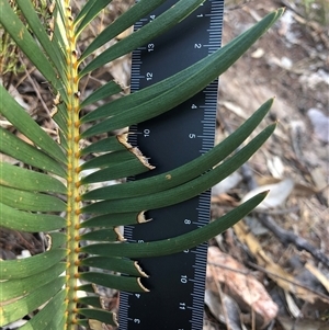 Macrozamia secunda at Crowther, NSW - Yesterday by Frecko