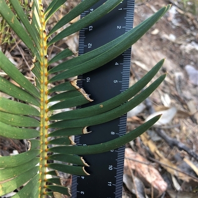 Macrozamia secunda at Crowther, NSW - 13 May 2025 by Frecko