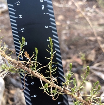 Chrysocephalum semipapposum (Clustered Everlasting) at Crowther, NSW - 13 May 2025 by Frecko