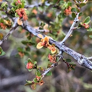 Unverified Pea at Crowther, NSW - Yesterday by Frecko