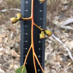 Eucalyptus goniocalyx (Bundy Box) at Crowther, NSW - 13 May 2025 by Frecko