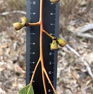 Eucalyptus bridgesiana at Crowther, NSW - Yesterday by Frecko