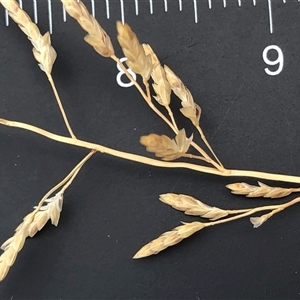 Unverified Grass at Crowther, NSW - Yesterday by Frecko