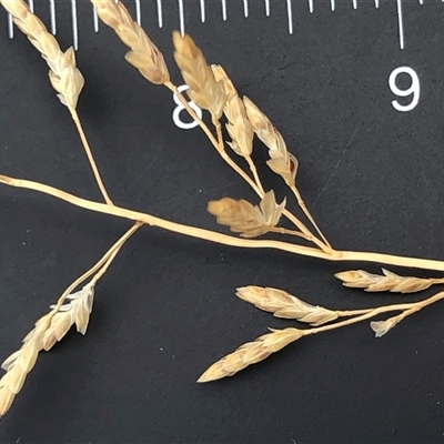 Eragrostis brownii at Crowther, NSW - 13 May 2025 by Frecko