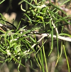 Cassinia laevis subsp. rosmarinifolia at Crowther, NSW - 13 May 2025 by Frecko