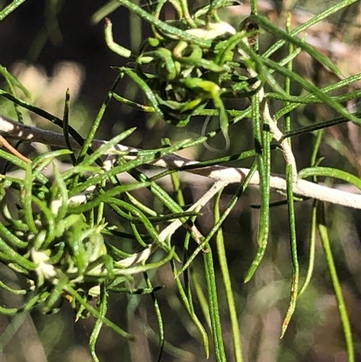 Cassinia laevis subsp. rosmarinifolia at Crowther, NSW - 13 May 2025 by Frecko