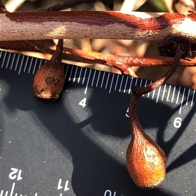 Eucalyptus sideroxylon (Mugga Ironbark) at Crowther, NSW - 13 May 2025 by Frecko