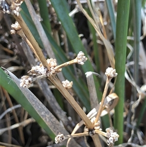 Lomandra multiflora (Many-flowered Matrush) at Crowther, NSW - 13 May 2025 by Frecko