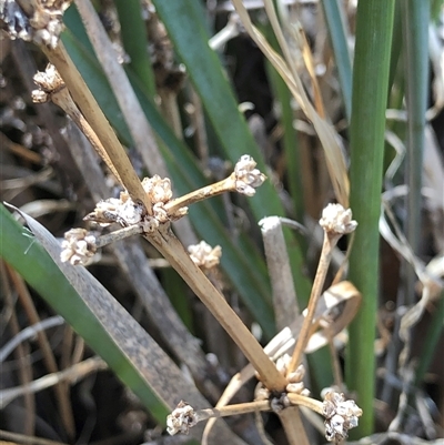 Lomandra multiflora (Many-flowered Matrush) at Crowther, NSW - 13 May 2025 by Frecko
