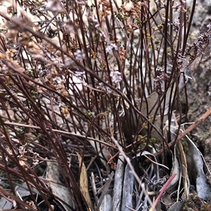 Cheilanthes sieberi subsp. sieberi (Mulga Rock Fern) at Crowther, NSW - 13 May 2025 by Frecko