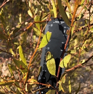 Acacia verniciflua at Crowther, NSW - 13 May 2025 by Frecko