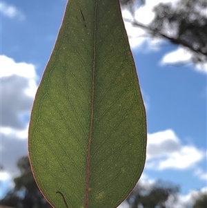 Eucalyptus blakelyi at Crowther, NSW - Yesterday by Frecko