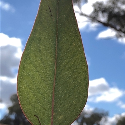Eucalyptus albens (White Box) at Crowther, NSW - 13 May 2025 by Frecko