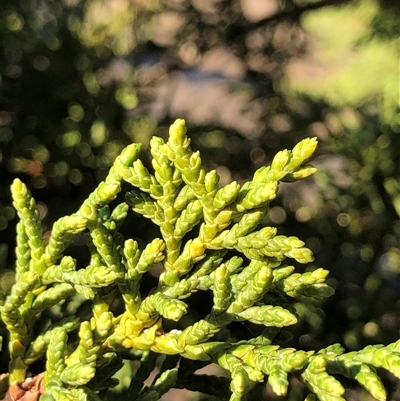 Hesperocyparis macrocarpa (Monterey Cypress) at Crowther, NSW - 10 May 2025 by Frecko