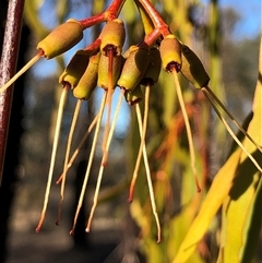 Amyema miquelii (Box Mistletoe) at Crowther, NSW - 10 May 2025 by Frecko
