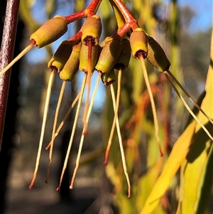 Amyema miquelii at Crowther, NSW - 10 May 2025 by Frecko