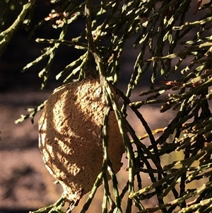Apocrita (suborder) Nest at Crowther, NSW - 10 May 2025 by Frecko
