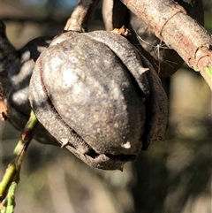Callitris endlicheri (Black Cypress Pine) at Crowther, NSW - 10 May 2025 by Frecko